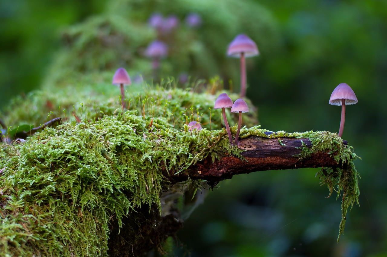 mushrooms, moss, fungi-2786789.jpg