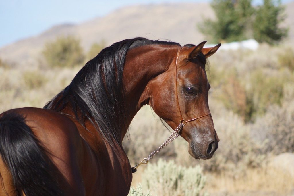 stallion, horse, bay-4570827.jpg