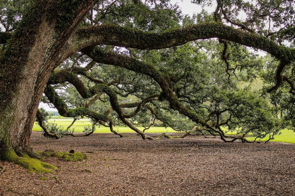 virginia live oak, southern live oak, oak tree-440351.jpg