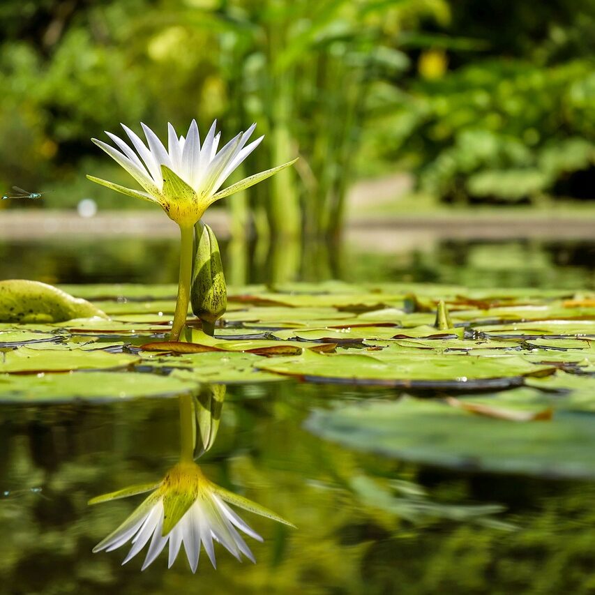 water lily, lily pads, pond-1857350.jpg